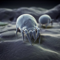 Jak se zbavit roztočů v posteli