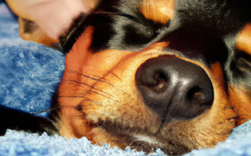 Se psem v posteli: Pro a proti společnému spaní se svým čtyřnohým přítelem